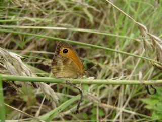 Pironiya (Pyronia tithonus)