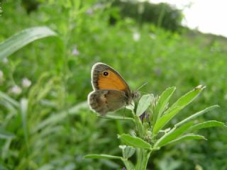 Kk Zpzp Perisi (Coenonympha pamphilus)