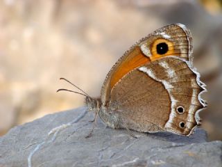 Ar Esmerperisi (Hyponephele wagneri)