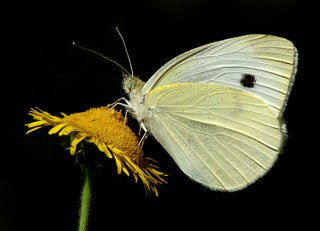 Byk Beyazmelek  (Pieris brassicae)