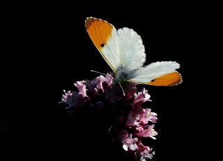 Turuncu Ssl (Anthocharis cardamines)