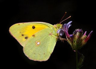 Sar Azamet (Colias croceus)