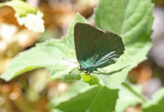 Z�mr�t&nbsp;(Callophrys&nbsp;rubi)