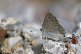 Anadolu Devmavisi&nbsp;(Glaucopsyche&nbsp;lessei)