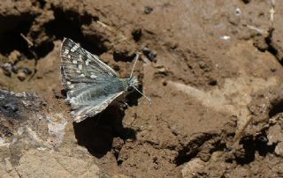 Alada� Z�pz�p�&nbsp;(Pyrgus&nbsp;aladaghensis)