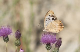 K�z�l Cad�&nbsp;(Chazara&nbsp;bischoffii)