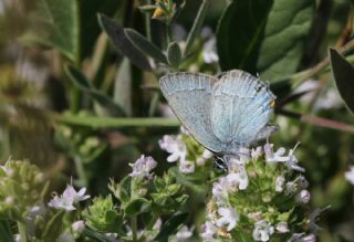 Mavi Sevbeni&nbsp;(Satyrium&nbsp;armenum)