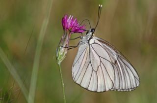 Al�� Beyaz�&nbsp;(Aporia&nbsp;crataegi)