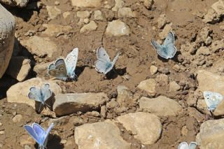 Pirene �okg�zl�s�&nbsp;(Polyommatus&nbsp;pyrenaicus)