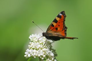 Aglais&nbsp;(Aglais&nbsp;urticae)