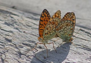 Niyobe&nbsp;(Argynnis&nbsp;niobe)