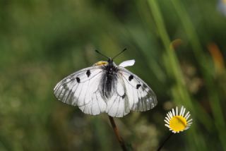 Dumanl Apollo (Parnassius mnemosyne)