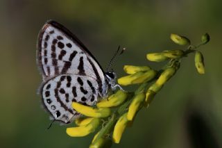 Balkan Kaplan (Tarucus balkanicus)