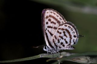 Balkan Kaplan (Tarucus balkanicus)