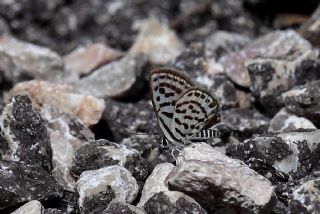 Balkan Kaplan (Tarucus balkanicus)