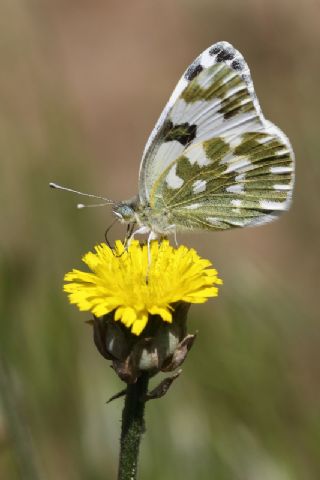 Yeni Beneklimelek (Pontia edusa)