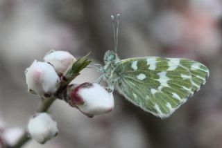 Yeni Beneklimelek (Pontia edusa)