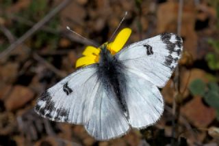 Yeni Beneklimelek (Pontia edusa)