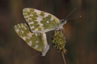 Yeni Beneklimelek (Pontia edusa)
