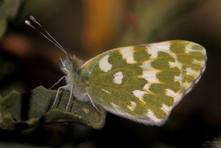 Yeni Beneklimelek (Pontia edusa)