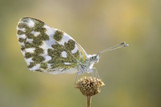 Yeni Beneklimelek&nbsp;(Pontia&nbsp;edusa)