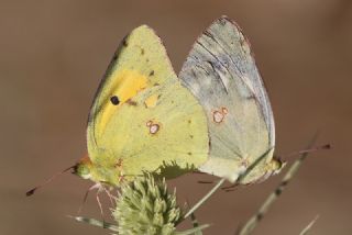 Sar Azamet (Colias croceus)