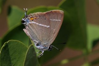 Gzel Sevbeni (Satyrium spini)