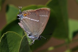 Gzel Sevbeni (Satyrium spini)