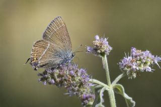 G�zel Sevbeni&nbsp;(Satyrium&nbsp;spini)