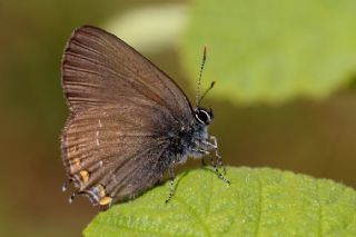 Byk Sevbeni (Satyrium ilicis)