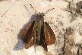 Beyaz illi Kara Zpzp (Pelopidas  thrax)