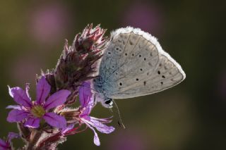 �okg�zl� Dafnis&nbsp;(Polyommatus&nbsp;daphnis)