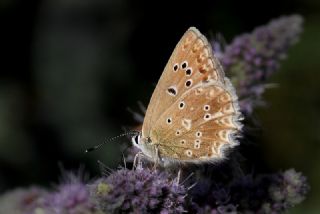 okgzl Dafnis (Polyommatus daphnis)