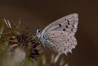 okgzl Dafnis (Polyommatus daphnis)