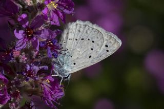 �okg�zl� Dafnis&nbsp;(Polyommatus&nbsp;daphnis)