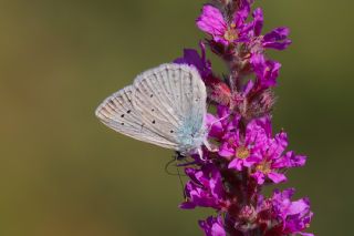 okgzl Dafnis (Polyommatus daphnis)