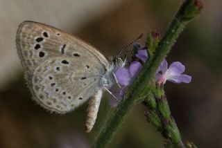 Karsandra (Zizeeria karsandra)