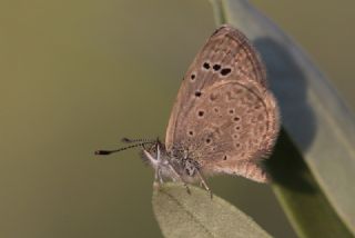 Karsandra (Zizeeria karsandra)