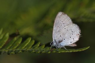 Fransz Everesi (Cupido alcetas)