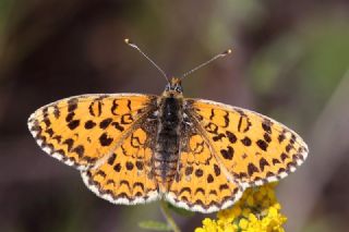 Gzel parhan (Melitaea syriaca)