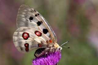 Apollo (Parnassius apollo)