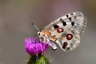 Apollo (Parnassius apollo)