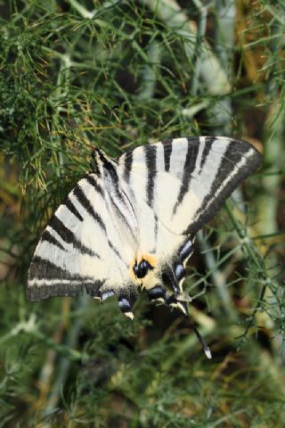 Erik Krlangkuyruk (Iphiclides podalirius)