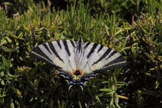 Erik Krlangkuyruk (Iphiclides podalirius)