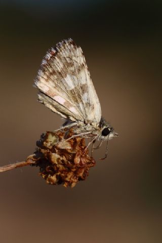 Zeytuni Zpzp (Pyrgus serratulae)