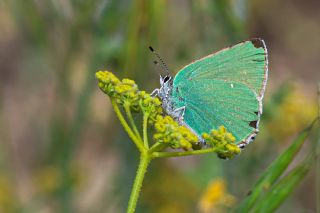 Zmrt (Callophrys rubi)