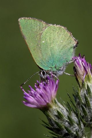 Zmrt (Callophrys rubi)