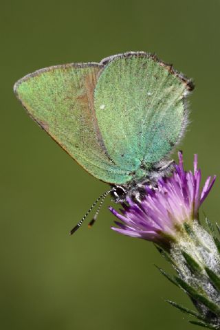 Zmrt (Callophrys rubi)