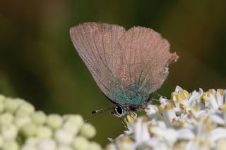 Zmrt (Callophrys rubi)