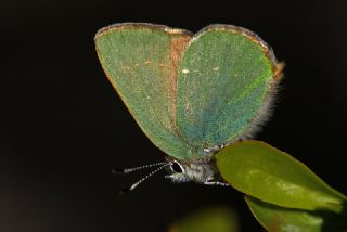 Zmrt (Callophrys rubi)